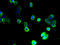 Solute Carrier Family 22 Member 9 antibody, A66078-100, Epigentek, Immunofluorescence image 