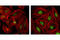 Forkhead Box M1 antibody, 5436S, Cell Signaling Technology, Immunocytochemistry image 