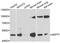 Septin 7 antibody, abx005241, Abbexa, Western Blot image 