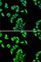 Fumarate Hydratase antibody, GTX53996, GeneTex, Immunofluorescence image 