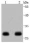 Tyrosine 3-Monooxygenase/Tryptophan 5-Monooxygenase Activation Protein Epsilon antibody, A01687-3, Boster Biological Technology, Western Blot image 