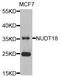 Nudix Hydrolase 18 antibody, STJ110812, St John