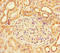 Luteinizing Hormone Beta Polypeptide antibody, LS-C317579, Lifespan Biosciences, Immunohistochemistry paraffin image 