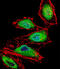 RUNX Family Transcription Factor 3 antibody, 57-901, ProSci, Immunofluorescence image 