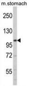 Endoplasmic Reticulum To Nucleus Signaling 2 antibody, AP13752PU-N, Origene, Western Blot image 