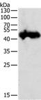 Progastricsin antibody, PA5-50250, Invitrogen Antibodies, Western Blot image 
