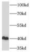 TATA-Box Binding Protein antibody, FNab08525, FineTest, Western Blot image 