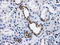 Protein Phosphatase Methylesterase 1 antibody, LS-C114897, Lifespan Biosciences, Immunohistochemistry paraffin image 