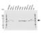 Nicotinamide Phosphoribosyltransferase antibody, VMA00043, Bio-Rad (formerly AbD Serotec) , Western Blot image 