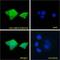 Ubiquitin Conjugating Enzyme E2 C antibody, 46-544, ProSci, Immunofluorescence image 