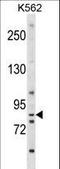 Exostosin Glycosyltransferase 1 antibody, LS-C167864, Lifespan Biosciences, Western Blot image 