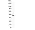 Wnt Family Member 3A antibody, R31233, NSJ Bioreagents, Western Blot image 