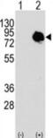 Transglutaminase 2 antibody, abx033705, Abbexa, Western Blot image 