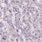 Glucagon Like Peptide 2 Receptor antibody, NBP2-33557, Novus Biologicals, Immunohistochemistry frozen image 