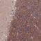 Tubulin Tyrosine Ligase Like 7 antibody, NBP2-49038, Novus Biologicals, Immunohistochemistry paraffin image 