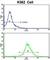 Ras-interacting protein 1 antibody, abx033033, Abbexa, Western Blot image 