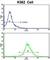 Ras Interacting Protein 1 antibody, abx033033, Abbexa, Western Blot image 