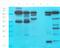 Monoacylglycerol O-Acyltransferase 1 antibody, orb385431, Biorbyt, Western Blot image 