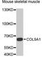 Collagen Type IX Alpha 1 Chain antibody, STJ28646, St John