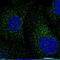 BTB Domain Containing 3 antibody, PA5-59842, Invitrogen Antibodies, Immunofluorescence image 