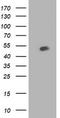 Beclin 1 antibody, LS-C785808, Lifespan Biosciences, Western Blot image 