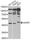 A-Kinase Anchoring Protein 5 antibody, STJ28603, St John