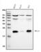 60S ribosomal protein L13a antibody, M03571, Boster Biological Technology, Western Blot image 