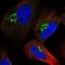 RING finger protein 157 antibody, NBP1-81360, Novus Biologicals, Immunofluorescence image 