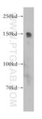 Phosphoinositide-3-Kinase Regulatory Subunit 4 antibody, 17894-1-AP, Proteintech Group, Western Blot image 