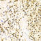 BCL2 Associated Athanogene 1 antibody, LS-C335128, Lifespan Biosciences, Immunohistochemistry paraffin image 