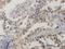 High Mobility Group 20B antibody, H00010362-M01, Novus Biologicals, Immunohistochemistry frozen image 