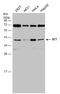 SET Nuclear Proto-Oncogene antibody, GTX106342, GeneTex, Western Blot image 