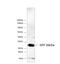 EGFP antibody, NBP2-37821, Novus Biologicals, Western Blot image 