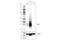 CD357 antibody, 68014S, Cell Signaling Technology, Western Blot image 