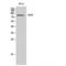 Opioid Growth Factor Receptor antibody, LS-C385009, Lifespan Biosciences, Western Blot image 