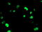Uracil DNA Glycosylase antibody, M01672, Boster Biological Technology, Immunofluorescence image 