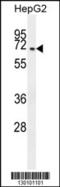 Cilia And Flagella Associated Protein 45 antibody, 55-177, ProSci, Western Blot image 