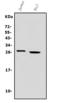 Granzyme A antibody, A02779-3, Boster Biological Technology, Western Blot image 