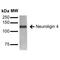 Neuroligin 4 X-Linked antibody, MA5-27585, Invitrogen Antibodies, Western Blot image 