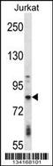 G Protein-Coupled Receptor Kinase 2 antibody, LS-C164293, Lifespan Biosciences, Western Blot image 