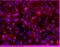 MCAM antibody, 10115-R044-P, Sino Biological, Immunocytochemistry image 