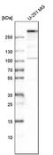 MIA SH3 Domain ER Export Factor 3 antibody, PA5-63209, Invitrogen Antibodies, Western Blot image 