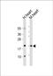 HOP Homeobox antibody, PA5-49449, Invitrogen Antibodies, Western Blot image 