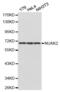 NUAK Family Kinase 2 antibody, abx001002, Abbexa, Western Blot image 