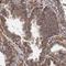 MTOR Associated Protein, Eak-7 Homolog antibody, NBP1-86235, Novus Biologicals, Immunohistochemistry frozen image 