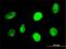 SP110 Nuclear Body Protein antibody, H00003431-M02, Novus Biologicals, Immunofluorescence image 