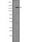 Phosphatidylinositol-4-Phosphate 3-Kinase Catalytic Subunit Type 2 Alpha antibody, PA5-67847, Invitrogen Antibodies, Western Blot image 