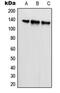 Splicing factor, arginine/serine-rich 19 antibody, MBS821602, MyBioSource, Western Blot image 