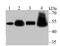 RB Binding Protein 4, Chromatin Remodeling Factor antibody, A02702, Boster Biological Technology, Western Blot image 