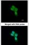 Prohibitin 2 antibody, PA5-21417, Invitrogen Antibodies, Immunofluorescence image 